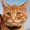 Kevin The Orange Cat - @kevintheorangecat22 - TikTok