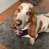 hankster - @hank.the.basset - TikTok