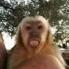 Tommy The Capuchin - @tommy_the_monkey - TikTok