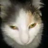 thomasramey - @istealcats - TikTok