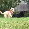 nessie & peggy - @nessie.and.peggy - TikTok