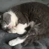 jadetownsend - @jst.cats - TikTok