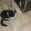 la gata Anti Milei - @danielmorello68 - TikTok