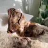 Jacksondachshund - @jacksondachsund - TikTok